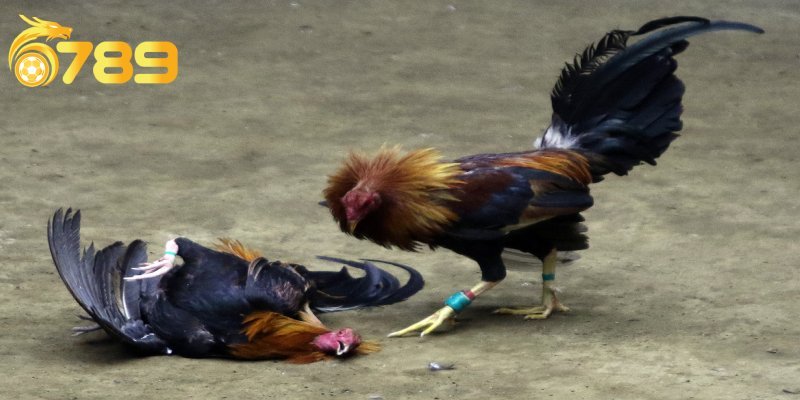 Đá gà thomo có lối chơi đặc biệt