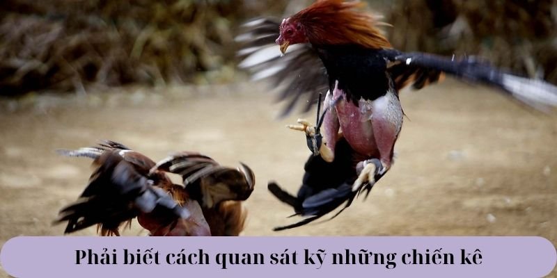 Phải biết cách quan sát kỹ những chiến kê