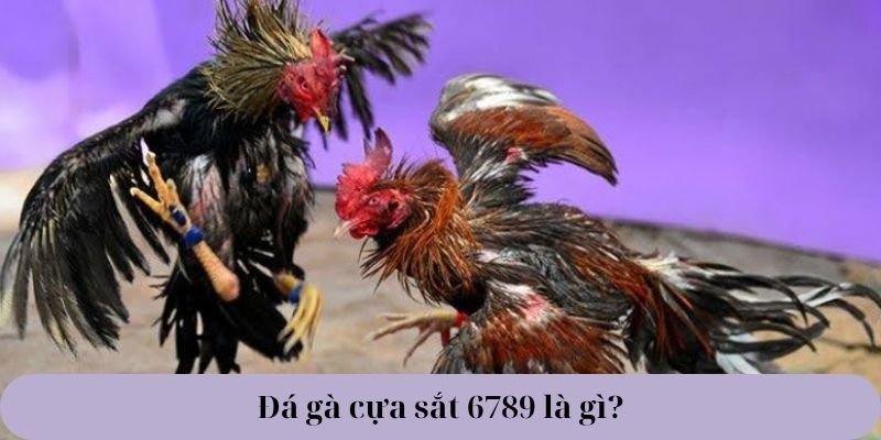 đá gà cựa sắt