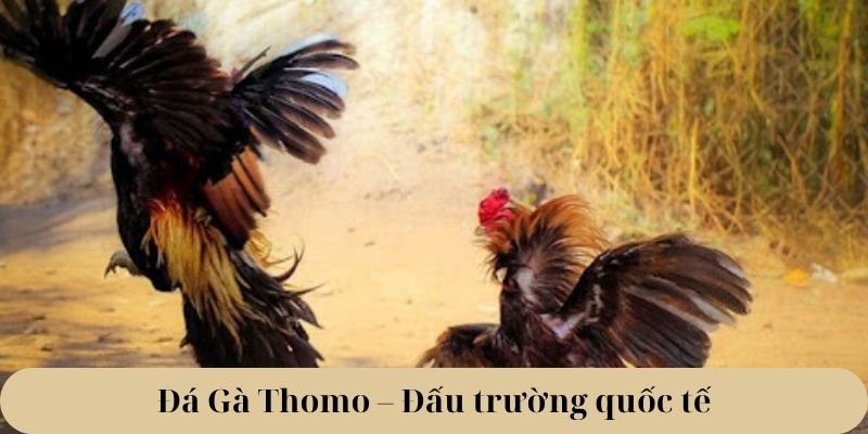 Đá Gà Thomo – Đấu trường quốc tế