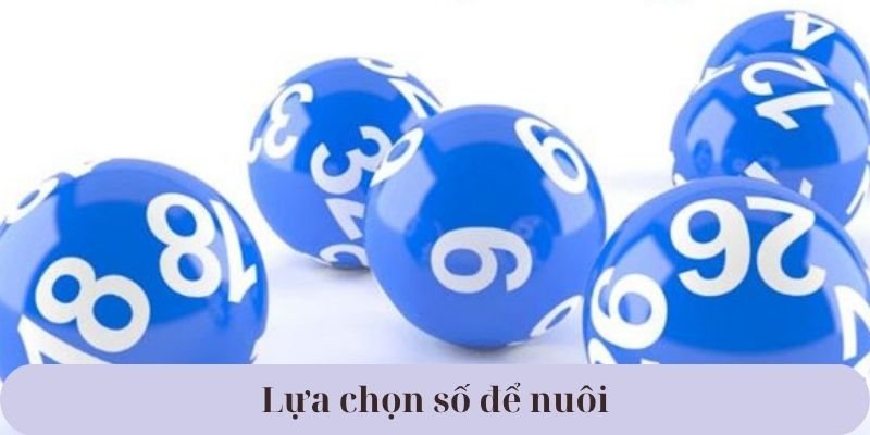 Lựa chọn số để nuôi