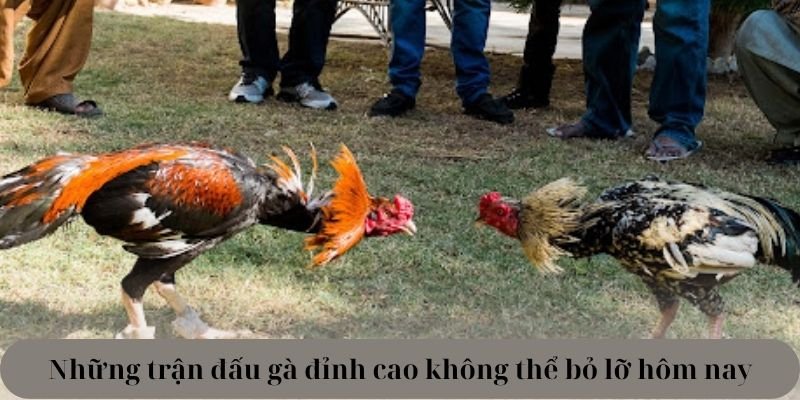 Những trận đấu gà Campuchia 6789