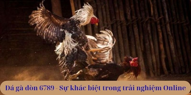 Đá gà đòn 6789 - Sự khác biệt trong trải nghiệm Online