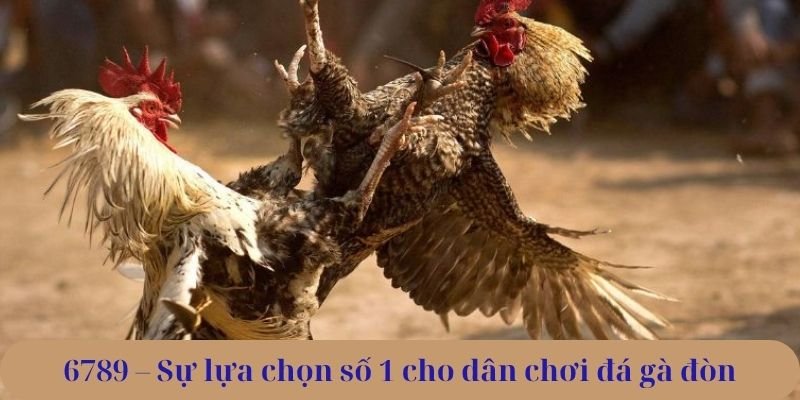 Đá gà đòn 6789