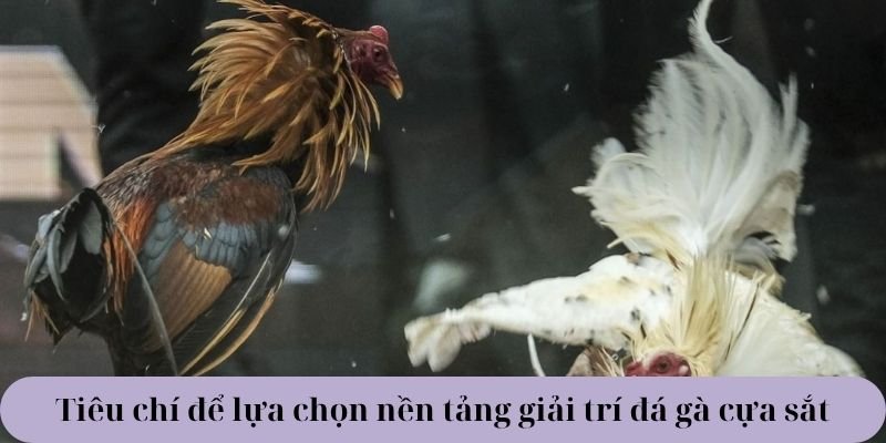 Tiêu chí để lựa chọn nền tảng giải trí đá gà cựa sắt như thế nào?