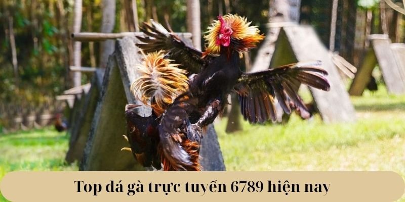 Top đá gà trực tuyến 6789 hiện nay