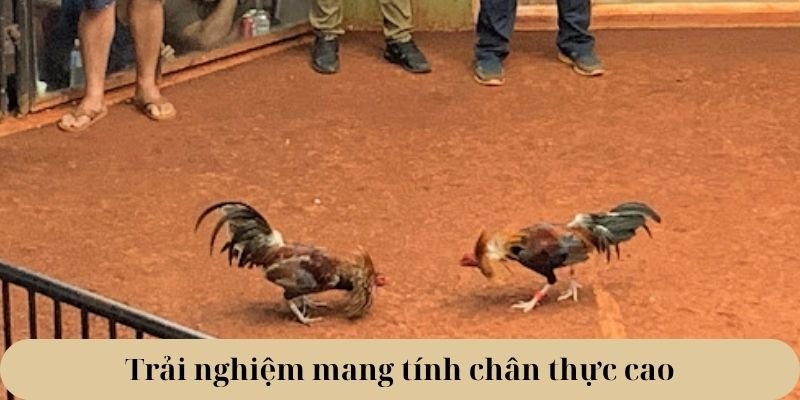 Trải nghiệm mang tính chân thực cao