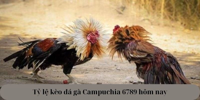 Tỷ lệ kèo đá gà Campuchia 6789 hôm nay