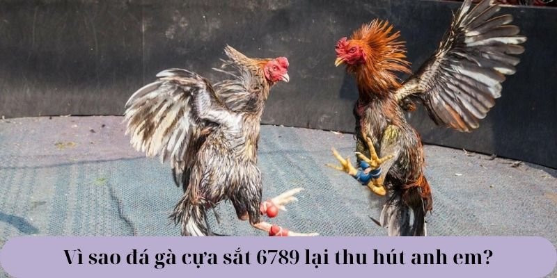 Vì sao đá gà cựa sắt 6789 lại thu hút anh em?