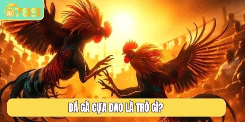 Đá gà cựa dao là trò gì?